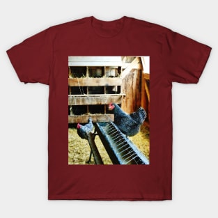 Chickens - In the Chicken Coop T-Shirt